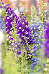 Fototapeta premium Close up of a purple snapdragon flower amongst a garden of other floral species. 