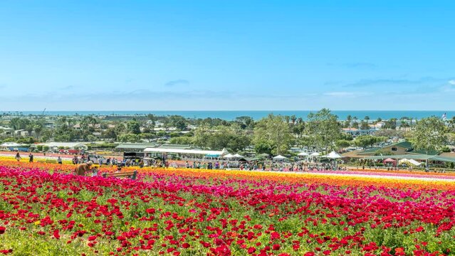A vibrant field of colorful ranunculus flower fields, shot in Carlsbad Flower Fields in California, shows flocks of tourists taking photos of themselves framed against a beautiful floral display.