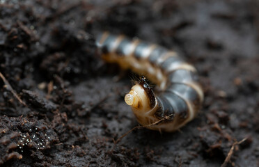 Real view of a click beetle, Harminius undulatus larva on aspen wood