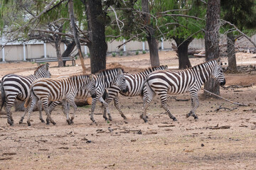 Fototapeta na wymiar Zebras in Safari Park, Ramat Gan, Israel