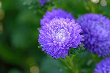 Violet aster flowers