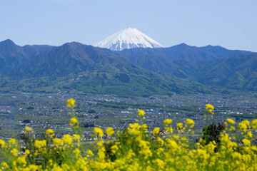 春の菜の花と富士山