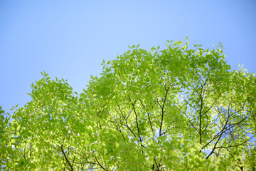 Fresh green leaves and blue sky for easy background