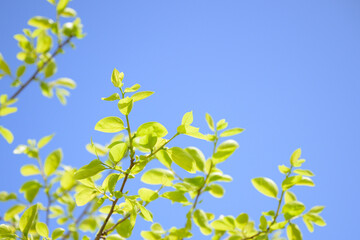 Sprouts against a blue sky background