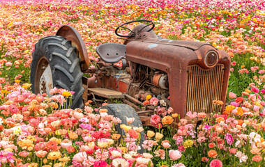 An old abandoned rusted tractor rests among a field of colorful ranunculus flowers during...