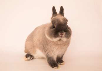 Image of a funny bunny rabbit.