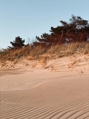Dunes of the Baltic sea