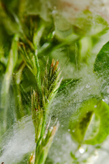 flowers and leaves in the ice
