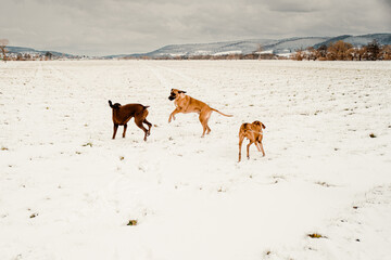 Dogs playing in a snowy landscape