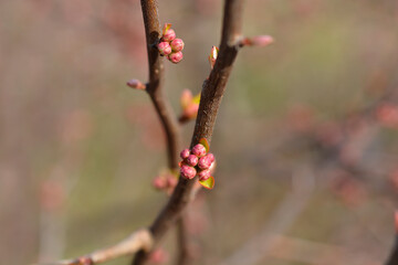 Japanese Flowering Quince