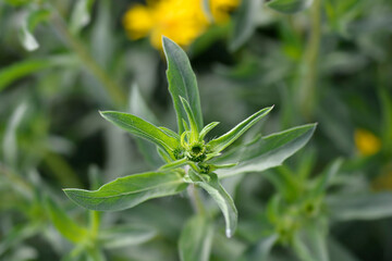 Lemonyellow false goldenaster