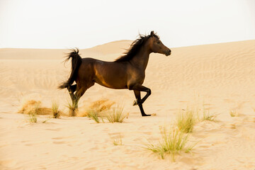 Arabian stallion galloping on the sand in the desert