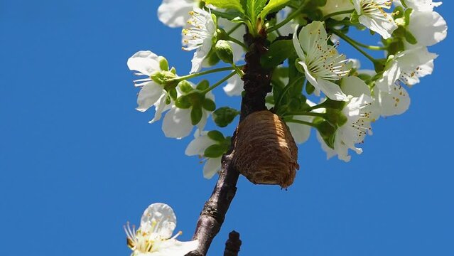 Ooteka (cocoon) of the mantis. Close-up ootheca formed by a female praying mantis on a flowering plum branch. Ootheca is a type of egg mass produced by mantises. Brown cocoon of insects on a branch