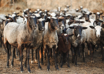 Sheep farm. Group of sheep domestic animals.