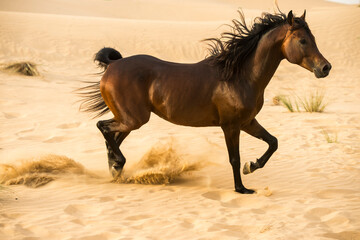 Arabian stallion galloping on the sand in the desert