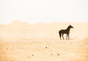 silhouette of a lone free arabian stallion during a sandstorm in the desert