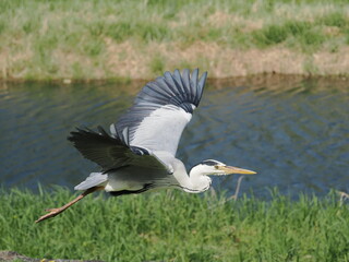 京都の賀茂川のアオサギ