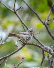 An Oak Titmouse (Baeolophus inornatus) perches on a Sycamore Canyon tree branch in Malibu Canyon, CA.