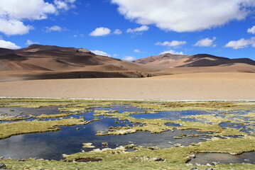 Atacama Desert, with typical yellow colored vegetation, colorful blue sky with clouds . Atacama Desert, Chile, South Amer