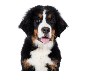 Head shot of young Berner Sennen dog, sitting up. Looking towards camera, tongue out. Isolated on a white background.