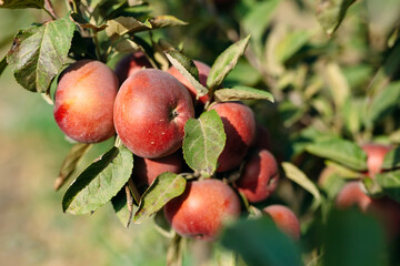 Red apples on a tree. Apple orchard.