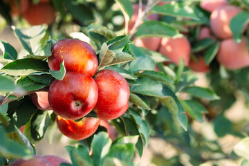 Red apples on a tree. Apple orchard.