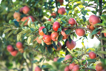 Red apples on a tree. Apple orchard.