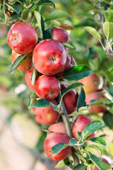 Red apples on a tree. Apple orchard.