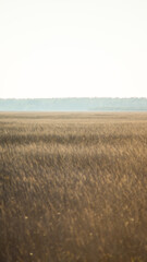 Obraz premium Hazy Marshland