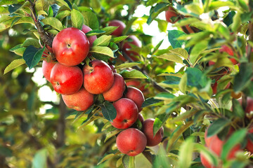Red apples on a tree. Apple orchard.