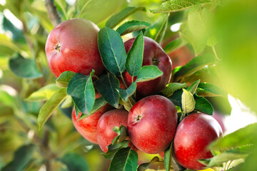 Red apples on a tree. Apple orchard.