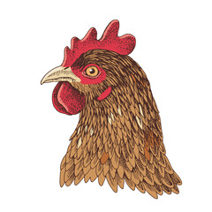 Rooster head. Vector vintage engraving.
