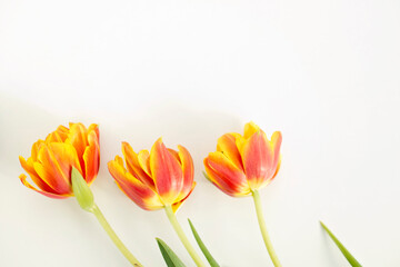 Spring flowers. Orange tulip on a white background. Flat laying. Symbol of Mother's Day. A gift for a woman.