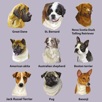 Different dogs breeds big set vector isolated illustration