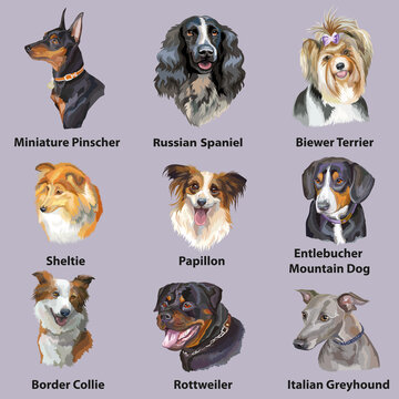 Different happy dogs breeds set vector isolated illustration