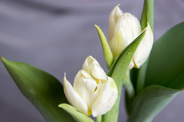 Two white tulips