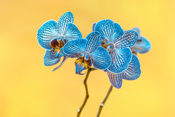 Fototapeta na wymiar Beautiful blue Phalaenopsis orchid flower