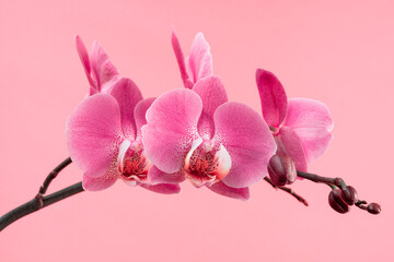 Beautiful gentle branch of pink romantic orchid flower