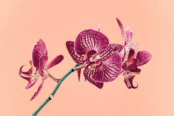 Beautiful violet Phalaenopsis orchid flower on pink background