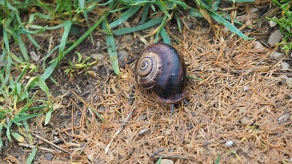 vista frontal de un caracol asomando sus cuernos al sol, de color marrón, lérida, españa, europa