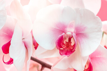 Fototapeta na wymiar Close-up of beautiful orchid