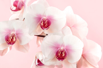 Close-up of orchid flowers on a light pink background