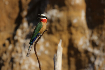 White-fronted Bee-eater, South Africa