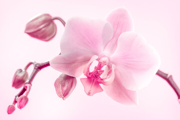 Purple orchid flowers on a light pink background