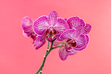 Naklejka na ściany i meble Tropical flower, branch of orchid