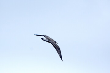 Juvenile kelp gull (Larus dominicanus) in flight in Antractica