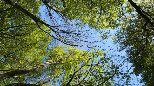 Bosco di faggi in una giornata di sole.
Vista aerea della foresta di alberi di faggio in primavera.