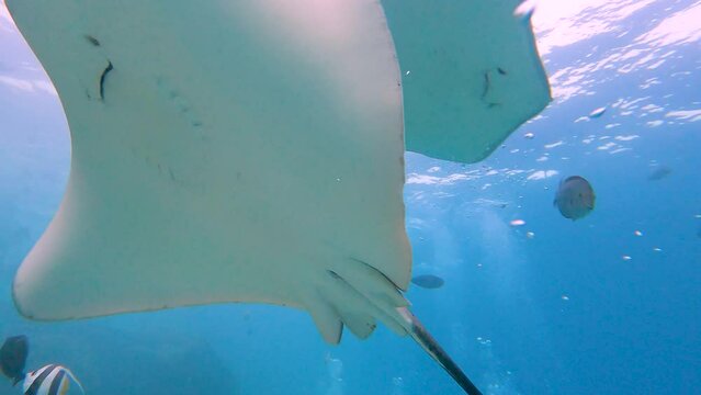 Pink whipray swimming over seabed of tropical coral reef