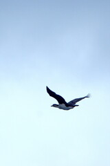 Antarctic shag (Leucocarbo bransfieldensis) in flight in Antarctica