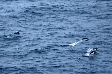 Fototapeta premium Chinstrap penguins (Pygoscelis antarcticus) swimming in the Southern Ocean in Antarctica